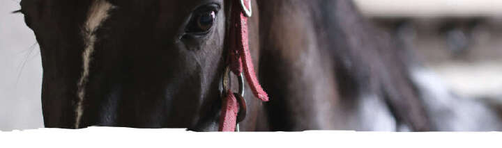 einstiegsbanner sortiment pferdepflege derby 920px mobil